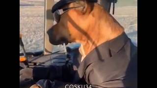 Uykular Haram Oldu Köpek