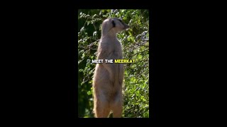 Meerkats: The Tiny Guardians of the Desert