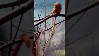 NYC Prospect Park Zoo