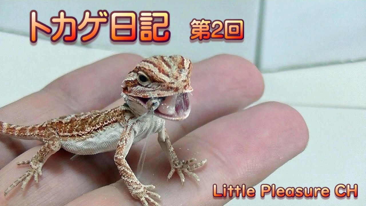 トカゲ日記 2 可愛いフトアゴヒゲトカゲのレッドちゃん よく食べて元気です Red Lizard Diary 2 Bearded Dragon Youtube