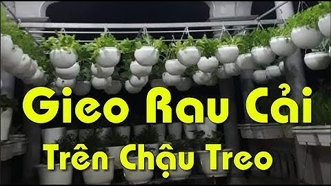 Cách Gieo Rau Củ Cải Trắng Trên Chậu Treo | Giải Pháp Tận Dụng Tối Đa Diện Tích Của Sân Thượng