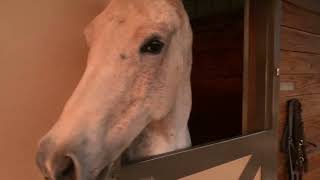 Very Hungry Horses! by The Juice Productions  1,075 views 1 year ago 48 seconds