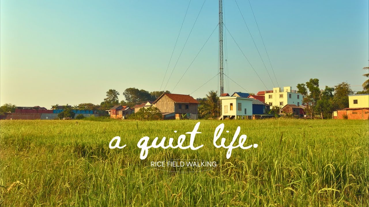 A Peaceful Walk Through the Rice Fields (No Music)