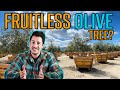 Fruitless Olive Trees | What Are the Options??