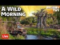 🔴A Wild Morning at Disney's Animal Kingdom - 6-27-21 - Walt Disney World Live Stream