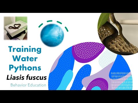 Training Tuesday: Liasis fuscus (Water Pythons)
