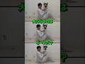 『犬になるのはど〜れだ?』#犬 #クイズ #funny