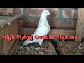 Kolkatakabootar indianpigeons high flyer geribaz female kabootar md kabirul pigeons