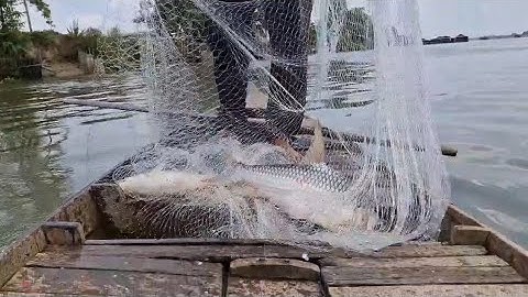 Tổng hợp chài trúng cá cóc bự nha mọi người