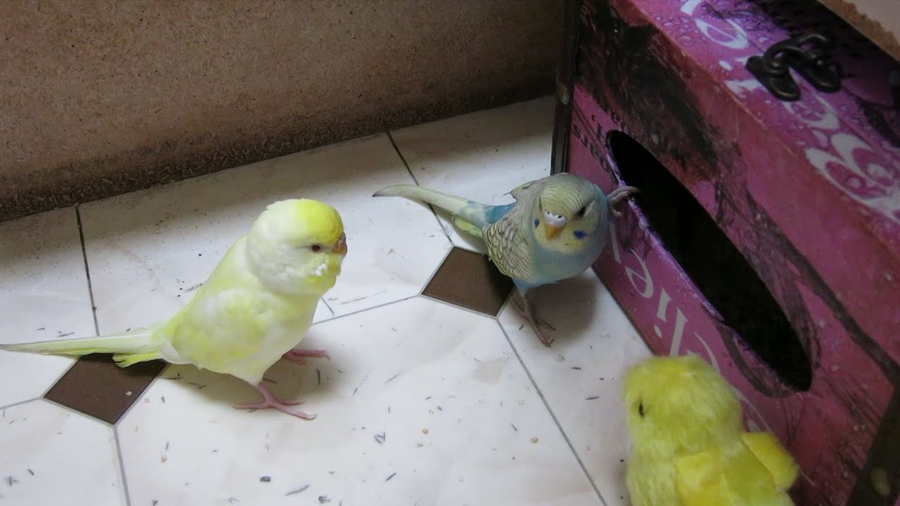Two Budgies Fight over New Toy Friend YouTube