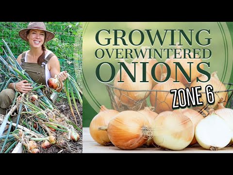 Wideo: Najlepsza cebula zimowa do sadzenia - informacje na temat uprawy cebuli ozimej