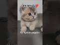 Cutie baby's #kittens #catlovers #funnycats #kittenlife #reelschallenge #kittenlove