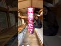 女子が1人で家建てた？ #モバイルハウス #アウトドア #automobile #vanlife #自作キャンピングカー #車中泊