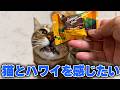 妹からハワイ土産をもらったぞ〜〜〜〜!!!