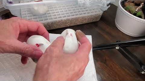 day 53 Butter Pin Jag X Ultramel egg cutting....  Black Heart Exotics