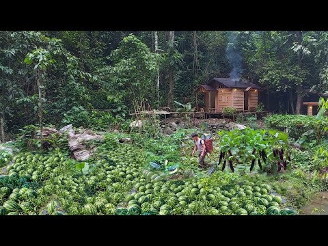 By Sowing 30 Melon Seeds at First, I Harvested Thousands of Melons to Market Sell. 3 Years in Forest