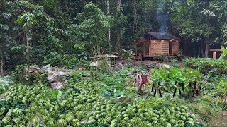 By Sowing 30 Melon Seeds at First, I Harvested Thousands of Melons to Market Sell. 3 Years in Forest