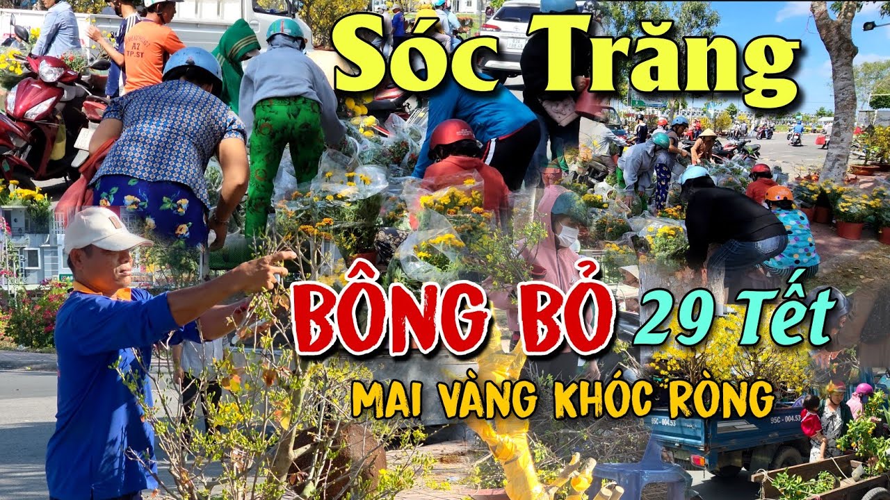 Ế THÊ THẢM CHỢ 29 TẾT ĐẬP CẮT HOA NHỔ BỎ CHẶT MAI VÀNG CHỢ HOA TẾT SÓC TRĂNG 