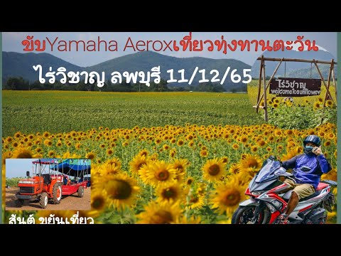 ขับYamaha Aerox เที่ยวทุ่งทานตะวัน ไร่วิชาญ ลพบุรี @Sobsan_Aunkham78