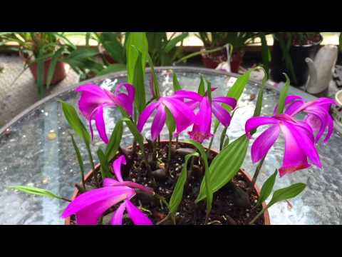 ORCHID CARE: BLOOMING