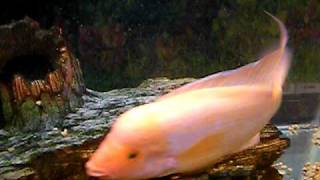 Red Devil Midas Fish Being Petted