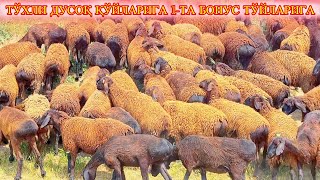 Бир Қўранинг Қўйлари Тез Ўсади Бўйлари 1 мая 2026 г.