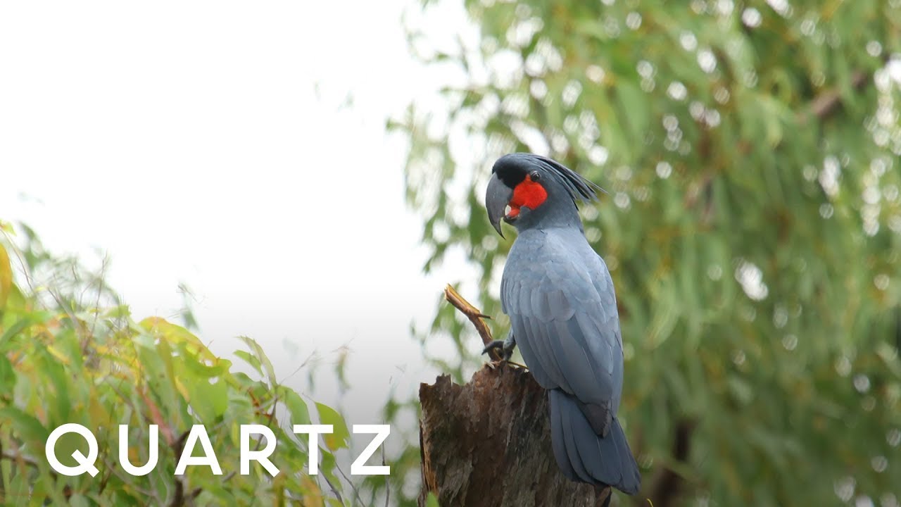 A cockatoo plays the drums