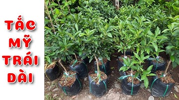 Cây Tắc Mỹ trái dài | 0386569374 - Ngọc Ngân Bến Tre | Chuyên cây độc lạ