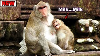 Little Janna seizure crying loudly request milk Jane / Look to pregnant Jane so tired with Janna