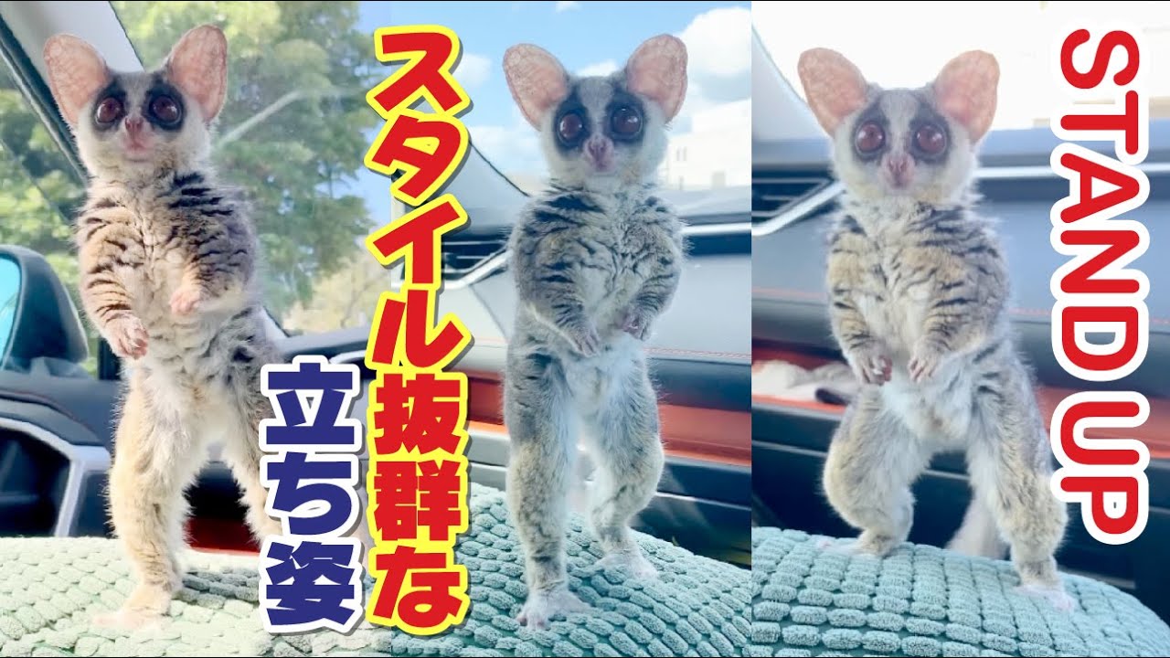 スタイル抜群な立ち姿で、不審な動きをする猿 Stand up - Pizzatoru