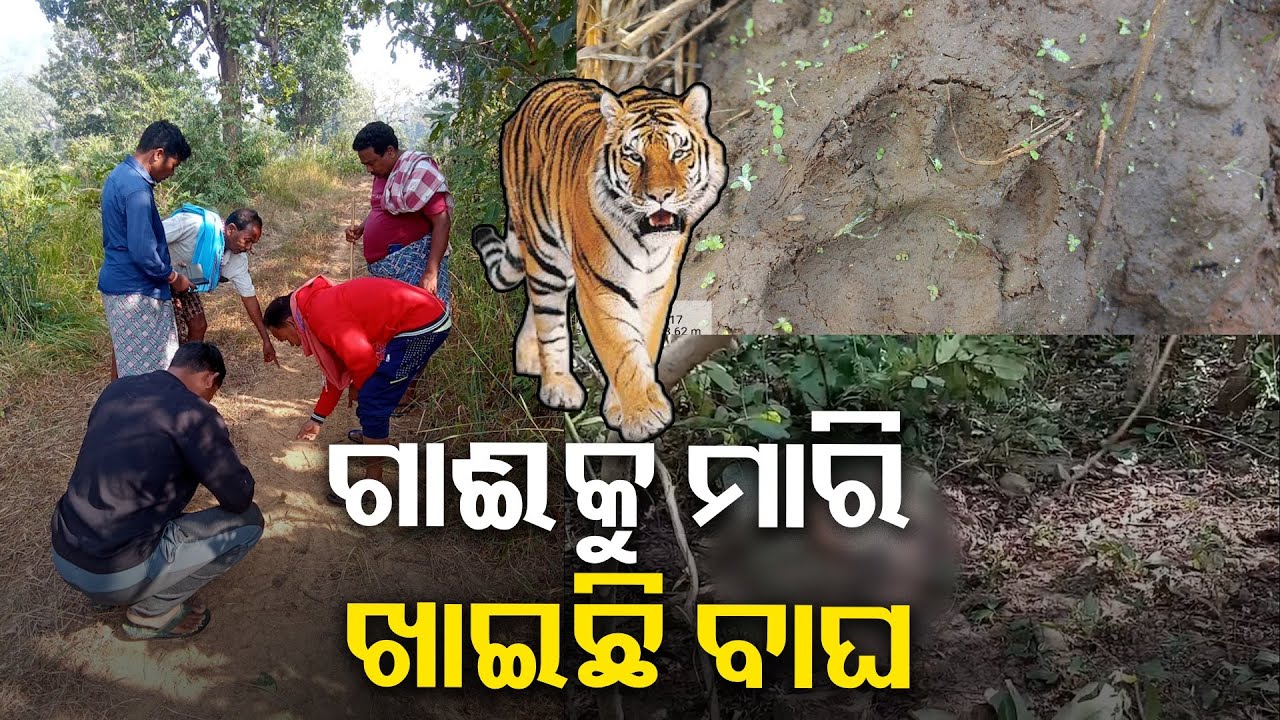 ସମାକୁପା ଅଞ୍ଚଳରେ ବାଘ ଆତଙ୍କ, ବାଘ ଭୟରେ ଘରୁ ବାହାରୁ ନାହାନ୍ତି ଲୋକ || Knews Odisha