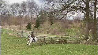 13.2hh grey Mare - ad ref: 306356