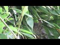 Goldfinch completing nest building