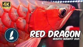 #90 - NUSATIC NUSAPET 2025 | BGAVLOG #nusatic #nusapet #fish