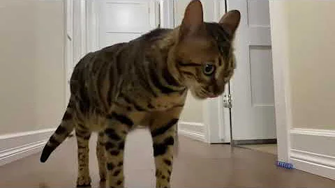 Watch the video about Bengal kitten Wants to meet his older Bengal Cat sibling 🙀