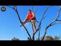 Idiots With Chainsaws: Tree Cutting Fails | Extreme Dangerous Logging Truck Fails #59