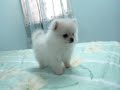 White Pomeranian Puppy