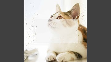 Pulsating Keeping Cat Relaxed