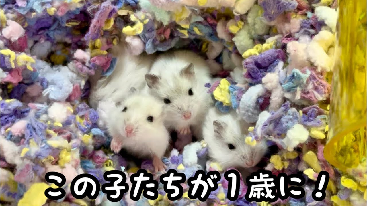 ボス子ちゃんの第一子たちが1歳になりました - YouTube