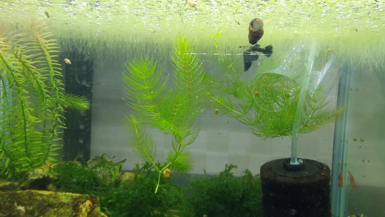 All my no waterchange tanks. quarantine lifted.