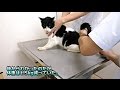 【地域猫】気づいてあげられなくて、ごめんね・・・シロ。【魚くれくれ野良猫】