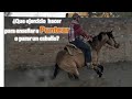 ¿Que ejercicio  hacer para enseñar a puntear o parar un caballo?