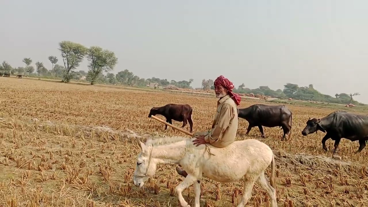 خوددار کسان کی محنت | کھیتوں میں کام کرنے والا باعزت آدمی | Village Life in Pakistan