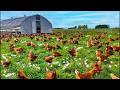 How millions of eggs are produced in chicken farms  amazing egg development process