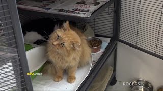 INFO Simcoe | The Comfie Cat Shelter | Rogers tv