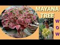 MAYANA TREE NAPAKAGANDA TARA AT GAWEN NATIN ITO !