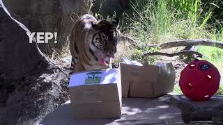 Global Tiger Day 2021