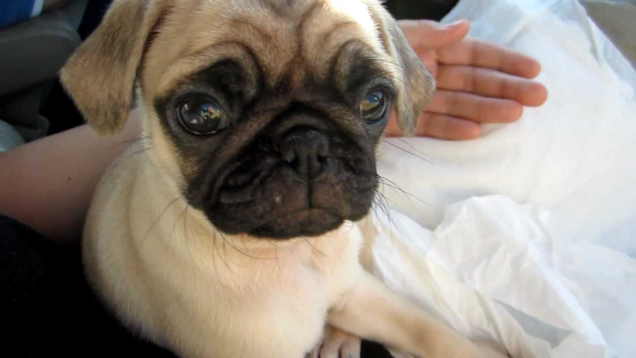 Stella our 8 week old Pug puppy - YouTube