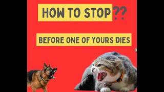 Cat Fights Dog – How To End Aggresive, Pets Owner Must Know by Doweelant 11 views 1 year ago 2 minutes, 31 seconds