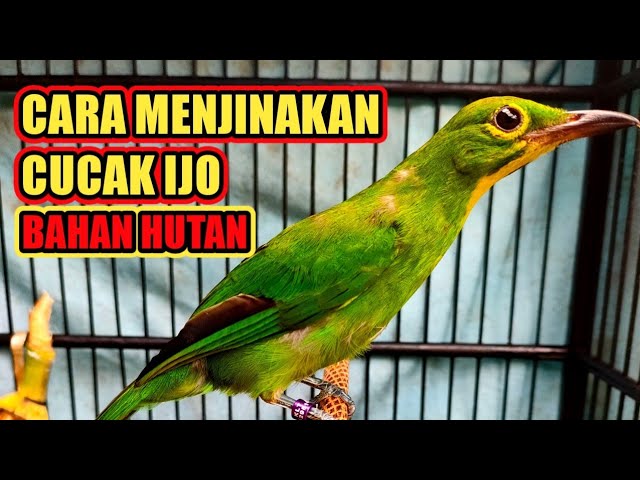 CARA MENJINAKAN CUCAK IJO BAHAN HUTAN, KUNCINYA SABAR MANFAATKAN WAKTU LUANG class=